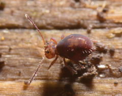 IMG 9233 Springtail