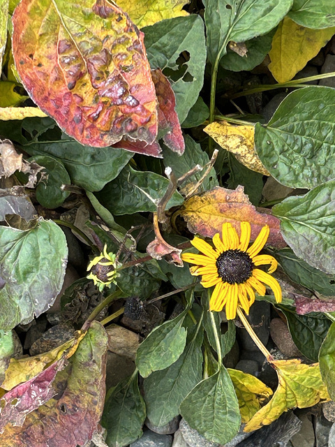 survivor survivor