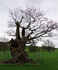 An ancient oak tree