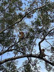A couple of long-nose monkey.