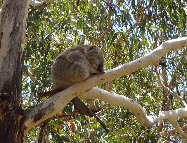 Phillip Island with Jennifer & William