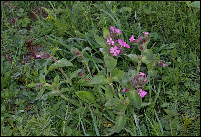 Lychnis (2)