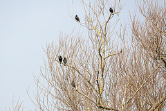 20150319 3527VRTw [D~SHG] Krähen, Weser,  Rinteln