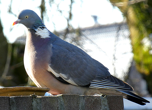 Columba palumbus....