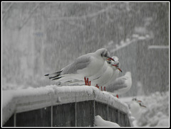 Snow Seagull's