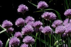 Chives