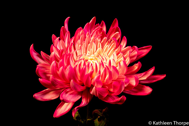 Chrysanthemum 052119