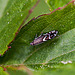 20110519 2760RMw [D~MI] Rundstirnmotte (Glyphipterix Thrasonella), Großes Torfmoor, Hille