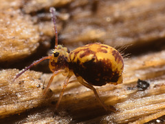 IMG 9236 Springtail