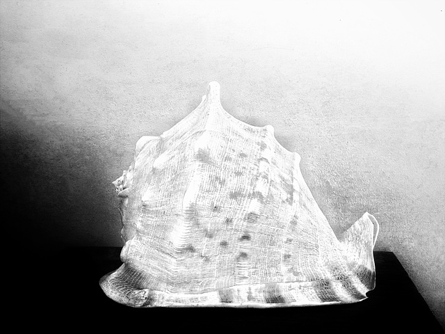 shell 28:4:2024 1 b&w