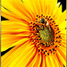 Hover fly visits Sunflower. ©UdoSm