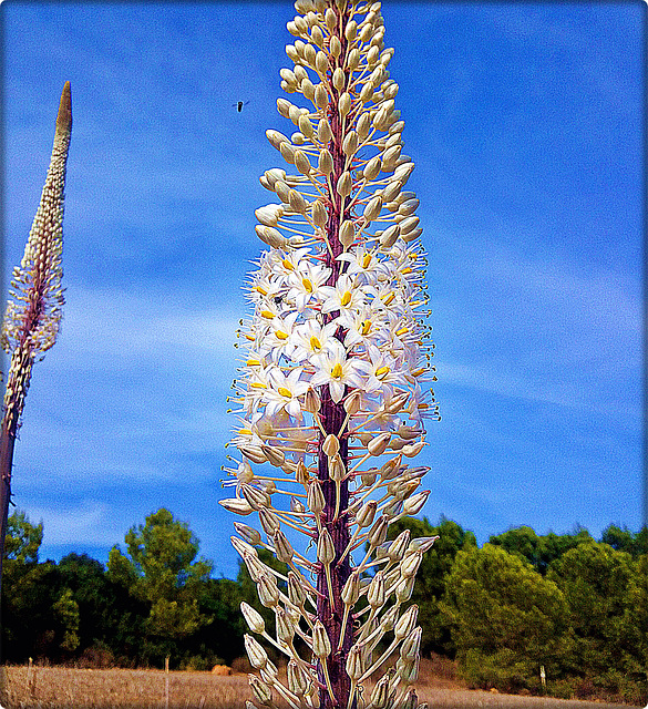 Eremurus blanc (ou Lys des steppes ou aiguilles de Cléopâtre)?