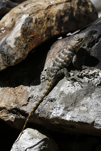 Desert Spiny Lizard