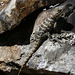 Desert Spiny Lizard