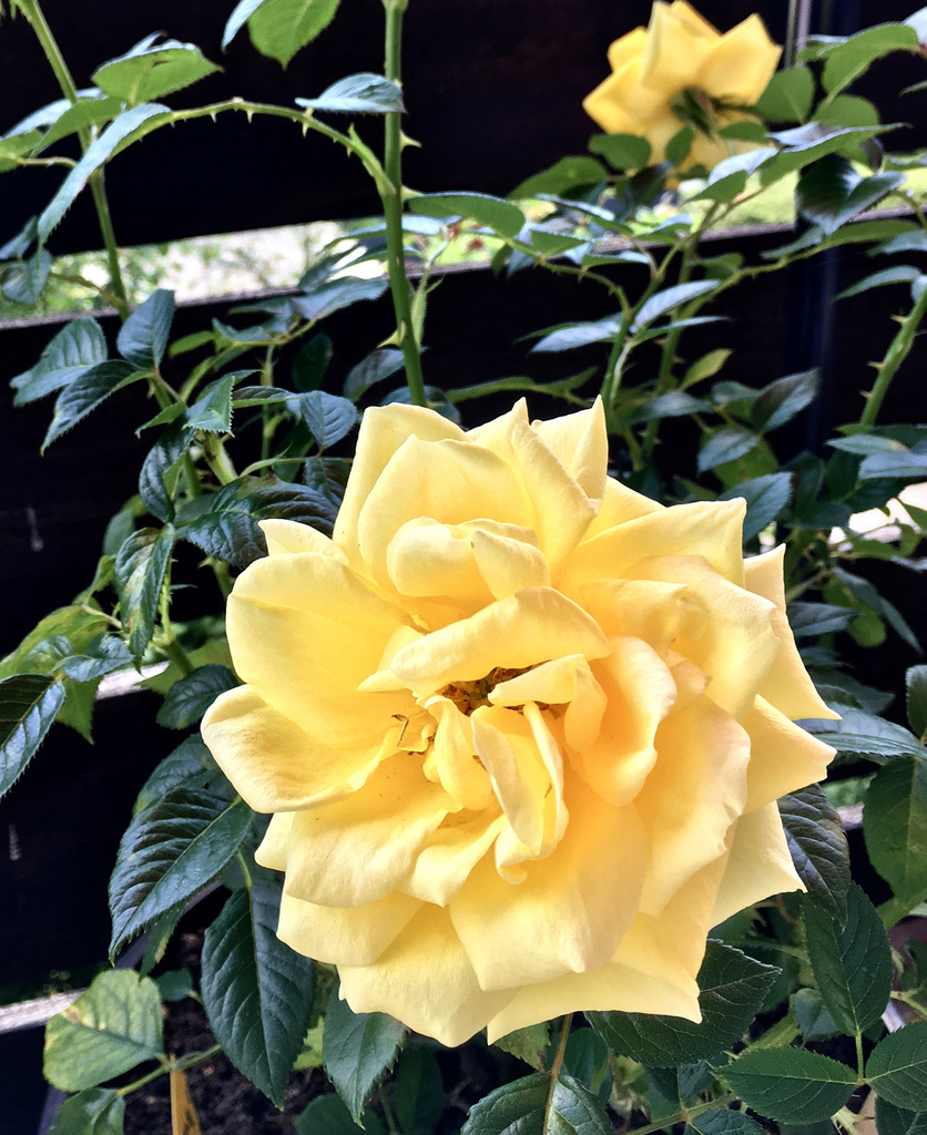 Rose 'Guy's Gold'