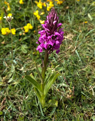 20190614 0011w [GB] Knabenkraut (Dactylorhiza), Wales