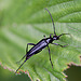 20110519 2761RMw [D~MI] Käfer, Großes Torfmoor, Hille-1