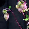 Aquilegia