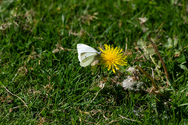 Large White Butterfly