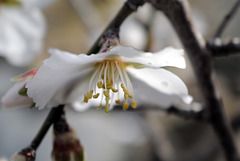 Almond blossom