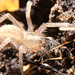 IMG 9246 Spider