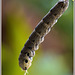 Pre-stage of the Elephant hawkmoth