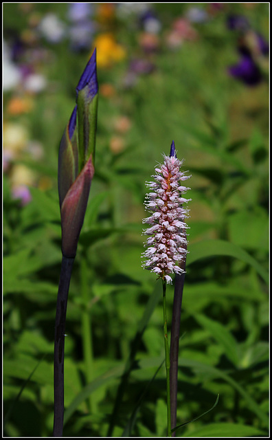 Bistorte en compagnie de Iris robusta