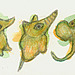 creatures
