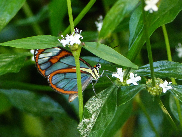 Blue Transparent Butterfly / Ithomia pellucida, Trinidad, Day 5