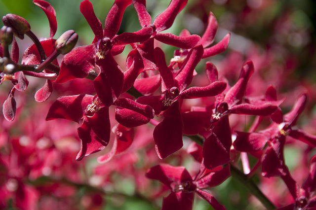 National Orchid Garden — Singapur