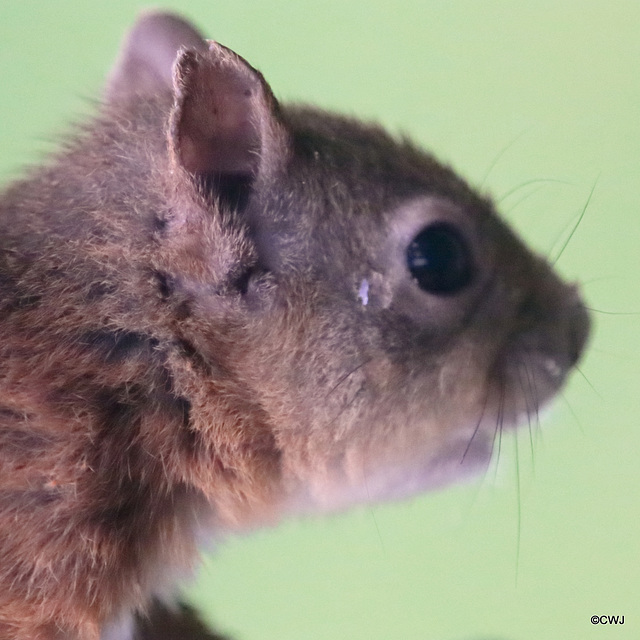 Red Squirrel shedding a tear!