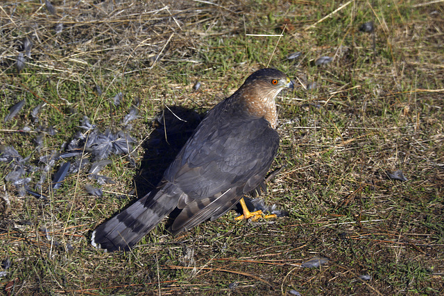 Cooper's Hawk