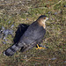 Cooper's Hawk