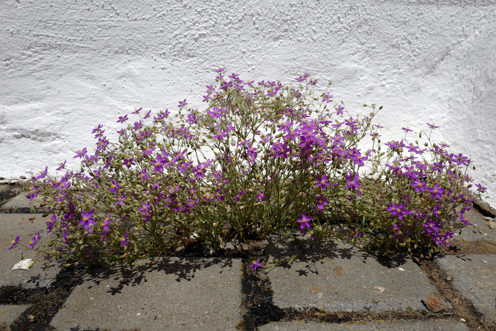 Legousia speculum veneris