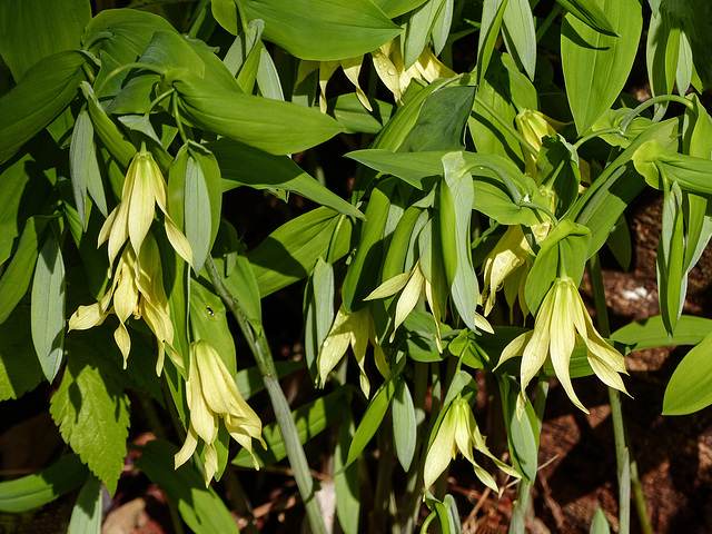 Day 4, Large-flowered Bellwort / Uvularia grandiflora,  Pt Pelee