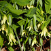 Day 4, Large-flowered Bellwort / Uvularia grandiflora,  Pt Pelee