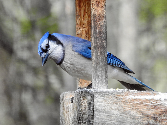 Blue Jay