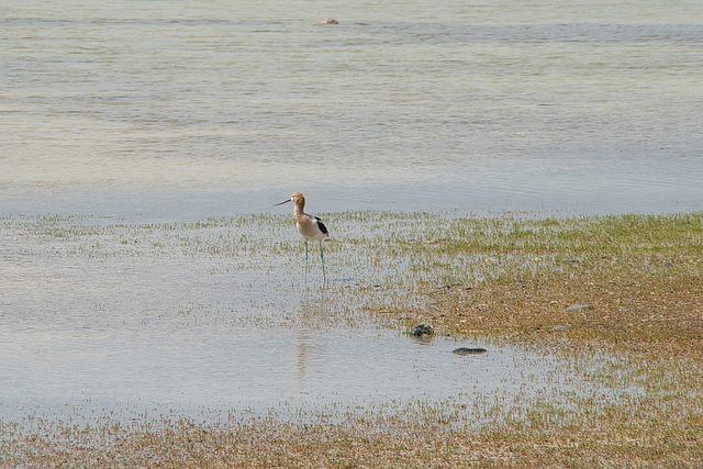 avocet at Shoe Lake West