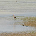 avocet at Shoe Lake West