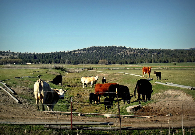 Cow greeting