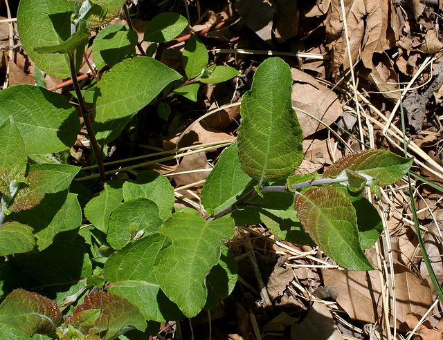 Salix groupe caprea