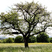 Landscape with Tree