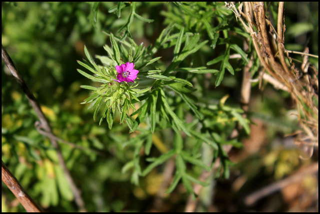 Geranium dissectum