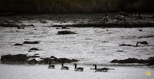 Duck quartet