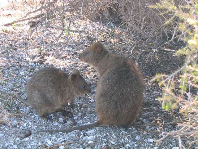 Quokkas