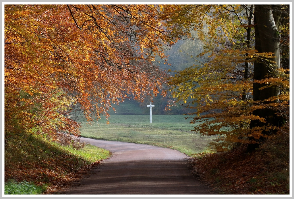 forêt de compiegne .....