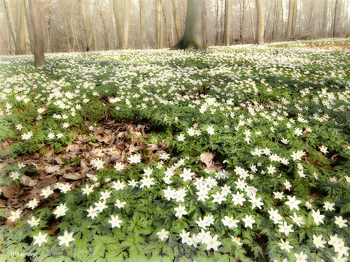 Carpet