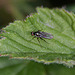 20110519 2705RAw [D~MI] Insekt, Großes Torfmoor, Hille-1