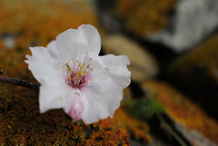 Almond blossom on Xanthoria