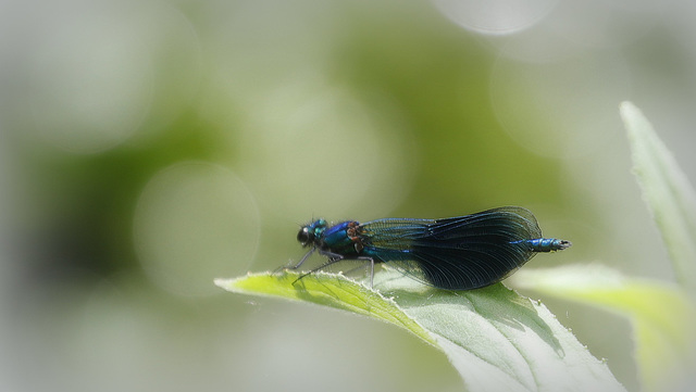 Le retour du Calopteryx éclatant !